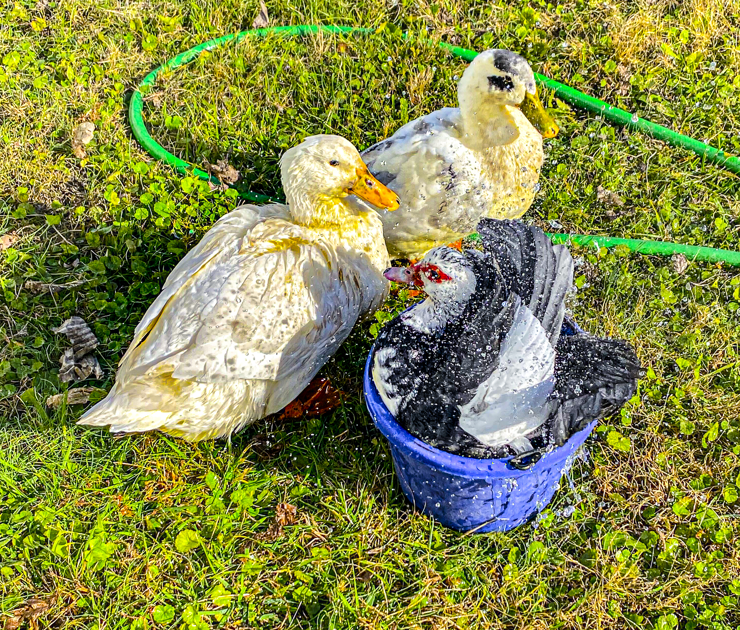 Ducks